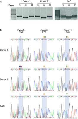 Origin, distribution, and function of three frequent coding polymorphisms in the gene for the human P2X7 ion channel